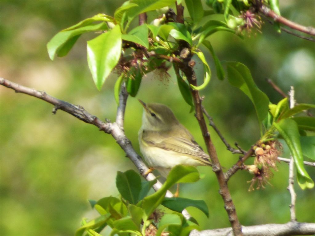 Lu grosso (Phylloscopus trochilus)